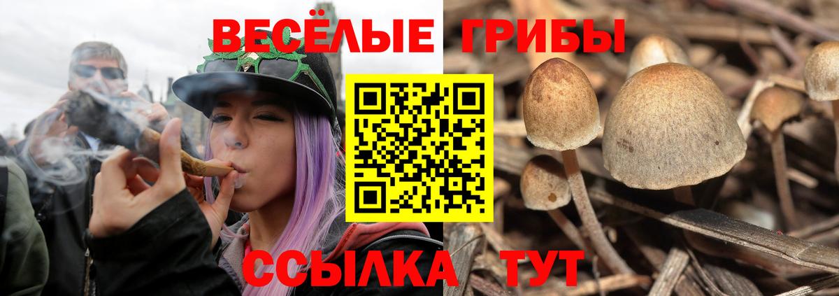 Галлюциногенные грибы Psilocybe  Вход с VPN  наркота  Конаково 